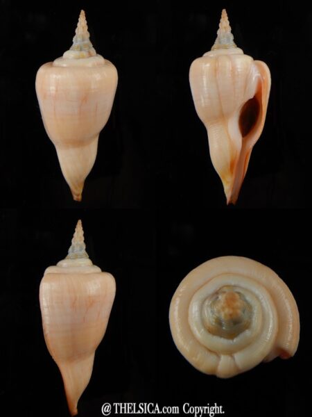 Cyrtulus serotinus 61,10 mm Gem-0