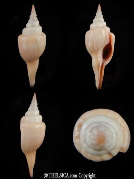 Cyrtulus serotinus 70,02 mm Gem-0