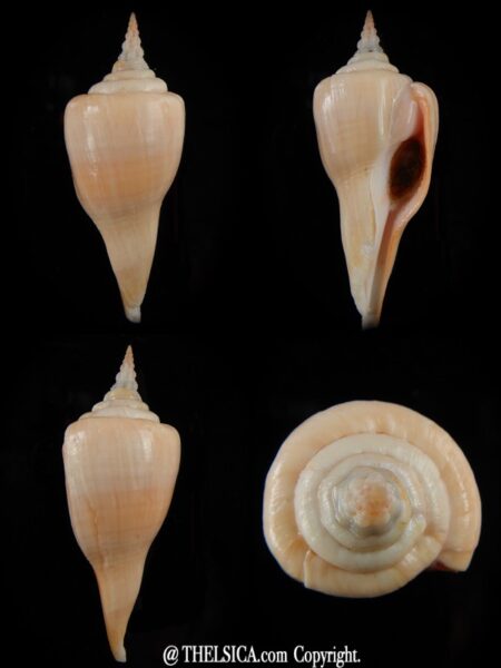 Cyrtulus serotinus 72,40 mm Gem (-)-0