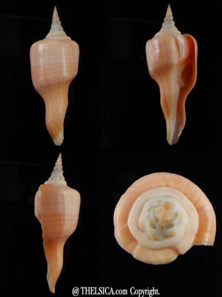 Cyrtulus serotinus .. 62,96 mm Gem-0