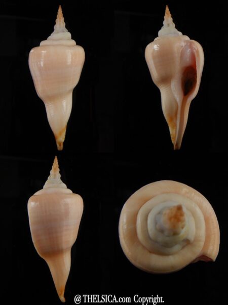 Cyrtulus serotinus .. Big size ... 64,58 mm Gem-0