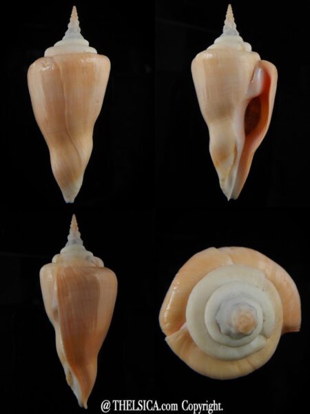 Cyrtulus serotinus .. Very Big size ... 70,09 mm F+++/Gem-0