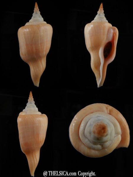 Cyrtulus serotinus ..Big size ... 70,99 mm Gem -0
