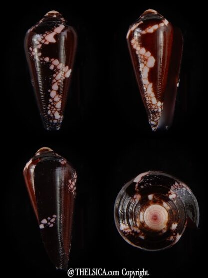 Darioconus magnificus 45,09 mm Gem-0
