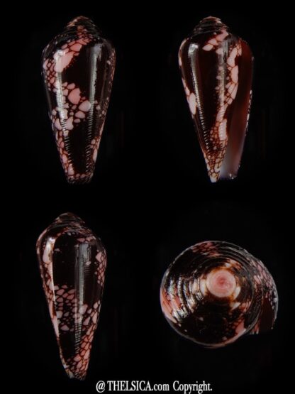 Darioconus magnificus 46,19 mm Gem-0