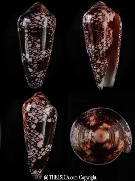 Darioconus magnificus 64,81 mm Gem-0