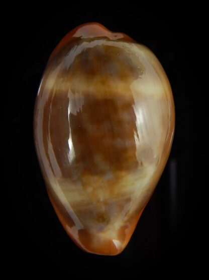 Zonaria pyrum insularum nigromarginata 31,38 mm Gem -47768