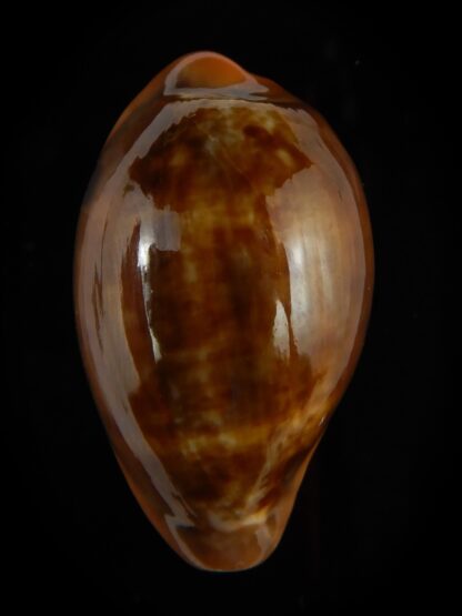 Zonaria pyrum insularum nigromarginata 34,20 mm Gem-47782