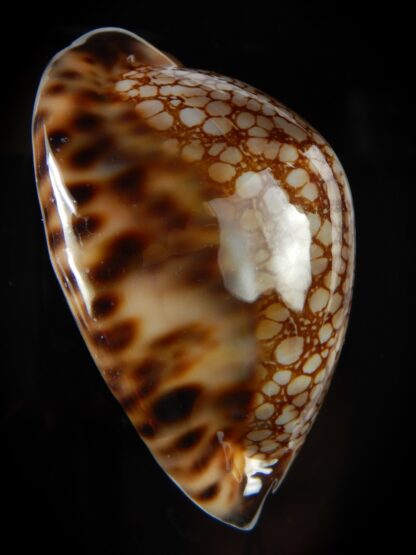 Mauritia maculifera martybealsi .. Big size ... 69,68 mm Gem (-)-48157