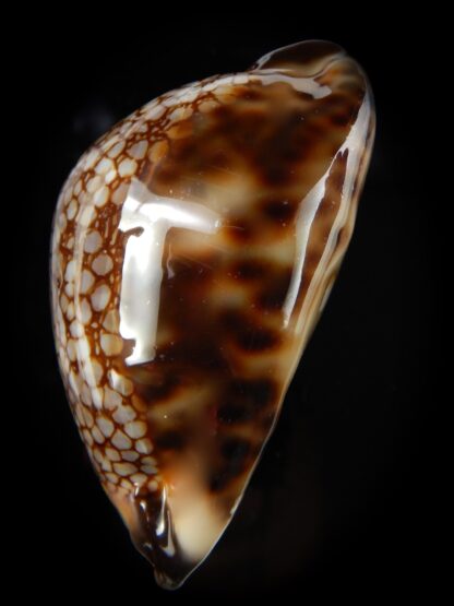 Mauritia maculifera martybealsi .. Big size ... 69,68 mm Gem (-)-48156