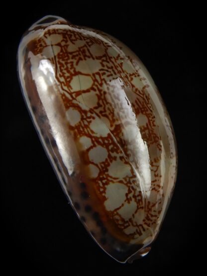 Mauritia scurra hivaensis 50,85 mm F+++/Gem-48213