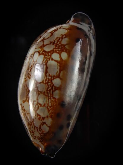 Mauritia scurra hivaensis 50,85 mm F+++/Gem-48209