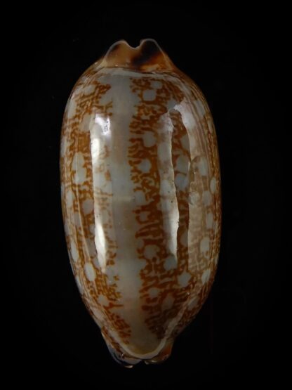 Mauritia scurra hivaensis 41,63 mm Gem-48193