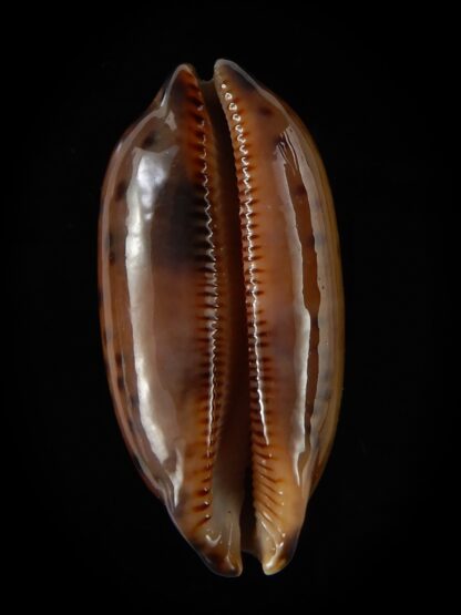 Mauritia scurra hivaensis 41,63 mm Gem-48198