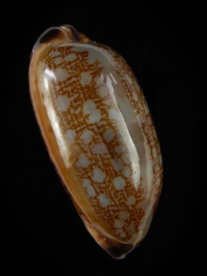 Mauritia scurra hivaensis 41,63 mm Gem-48194