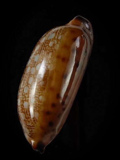 Mauritia scurra hivaensis 41,63 mm Gem-48199