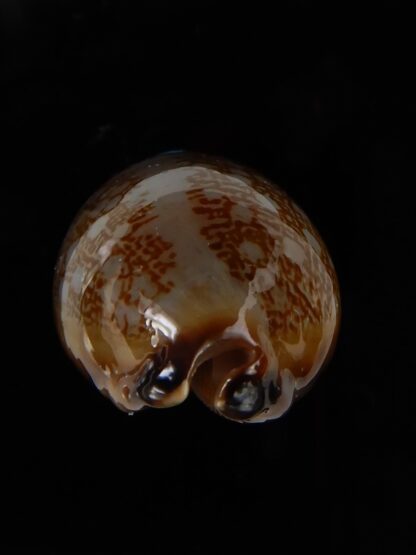 Mauritia scurra hivaensis 41,63 mm Gem-48196