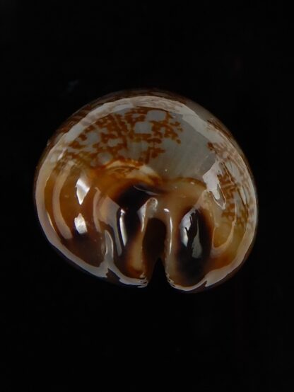 Mauritia scurra hivaensis 41,63 mm Gem-48197