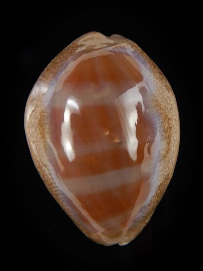 Lyncina propinqua pinguis 32,32 mm Gem (-)-48127