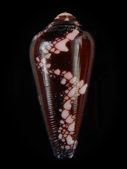Darioconus magnificus 45,09 mm Gem-48002