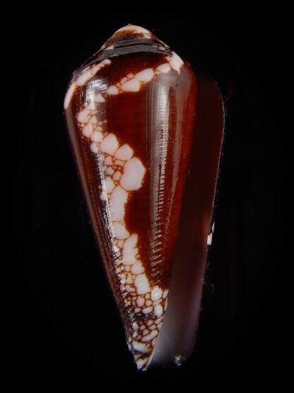 Darioconus magnificus 45,09 mm Gem-48001