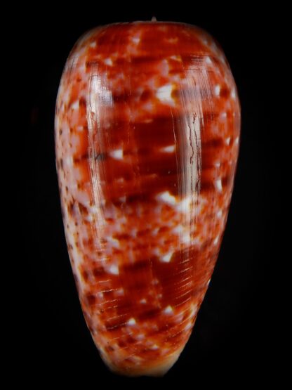 Textilia bullatus .. Fantastic colour 59,53 mm Gem-47960