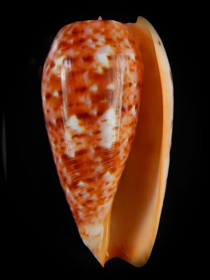 Textilia bullatus .. Fantastic colour 59,53 mm Gem-47962