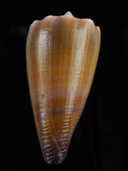 Lividiconus conco 42,15 mm Gem (-)-48103