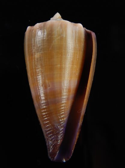 Lividiconus conco 42,15 mm Gem (-)-48106