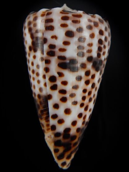 Puncticulus vautieri..GIANT... 44,23 mm Gem-48401