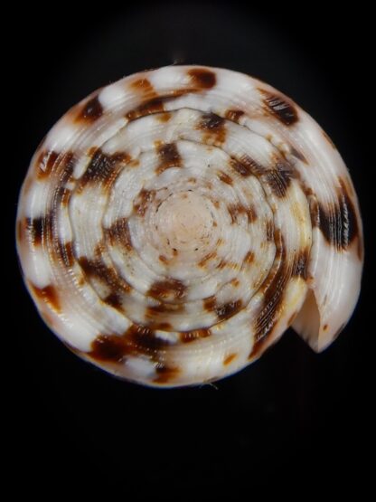 Puncticulus vautieri 32,38 mm Gem-48388