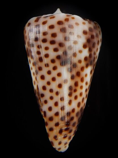 Puncticulus vautieri 31,32 mm Gem-48380