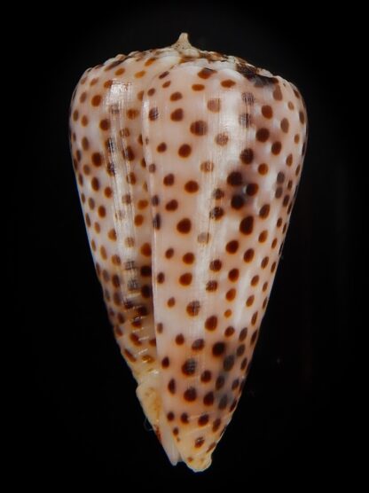 Puncticulus vautieri 28,77 mm Gem-48371