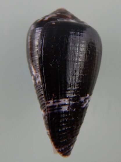 Pionoconus catus fuscoolivaceus...Giant ... 40,84 mm Gem -48328