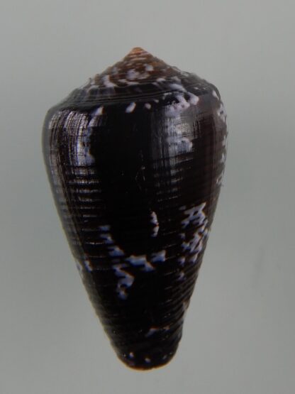 Pionoconus catus fuscoolivaceus...31,46 mm Gem-48307