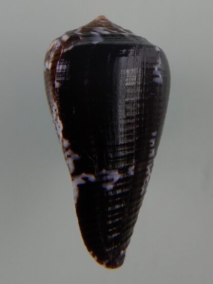 Pionoconus catus fuscoolivaceus...31,46 mm Gem-48310