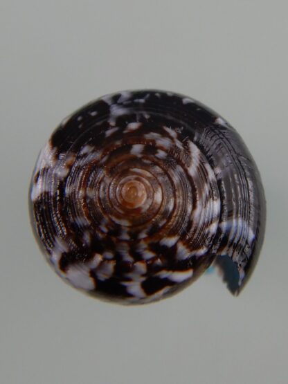 Pionoconus catus fuscoolivaceus...31,46 mm Gem-48308