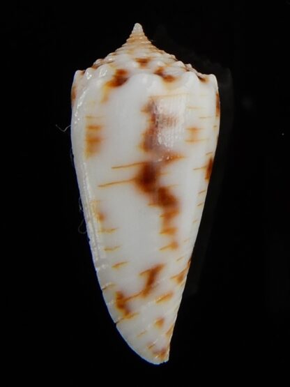 Phasmaconus santinii 24,04 mm Gem-48430