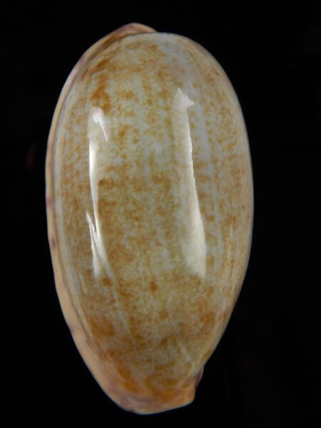 Ovatipsa chinensis chinensis ..GIANT ... 52,83 mm Gem-48653