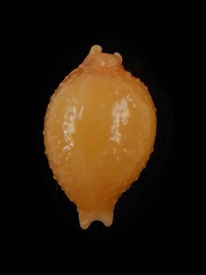 Pustularia bistrinotata mediocris 14,70 mm Gem-48660