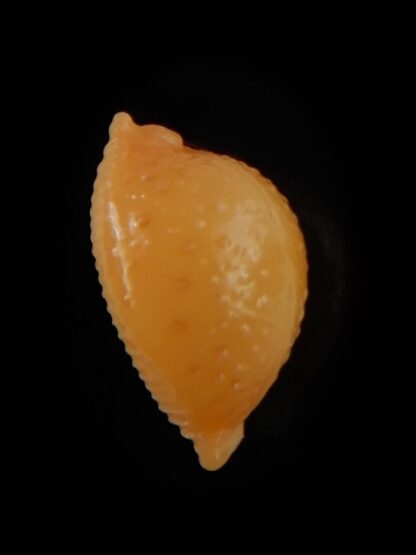 Pustularia bistrinotata mediocris 14,70 mm Gem-48661