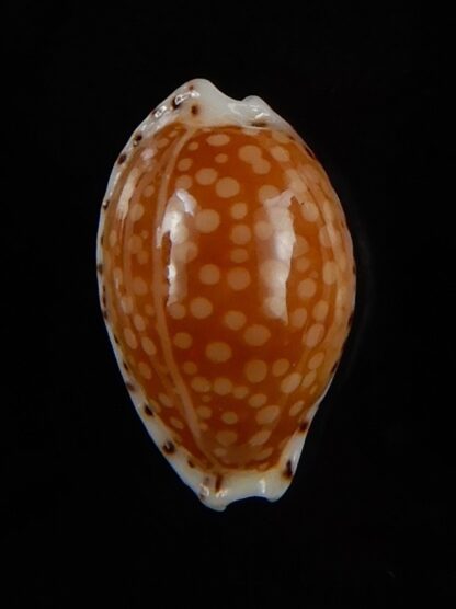 Cribrarula gaskoini fischeri 14,94 mm Gem-48549