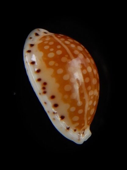 Cribrarula gaskoini fischeri 14,94 mm Gem-48551