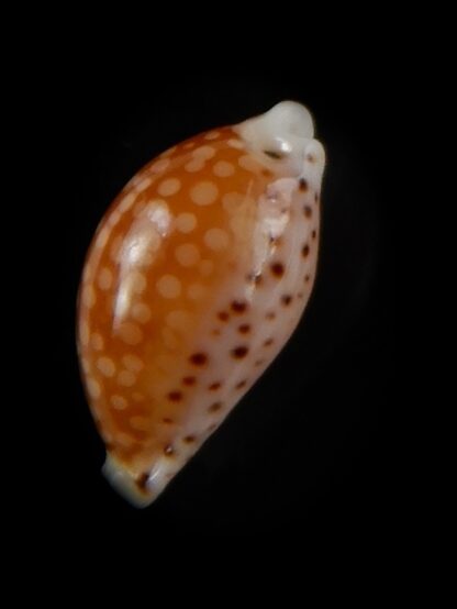 Cribrarula gaskoini fischeri 14,94 mm Gem-48550