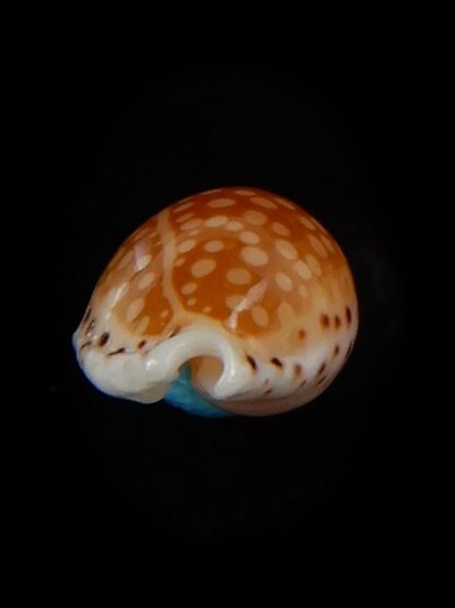 Cribrarula gaskoini fischeri 14,94 mm Gem-48554