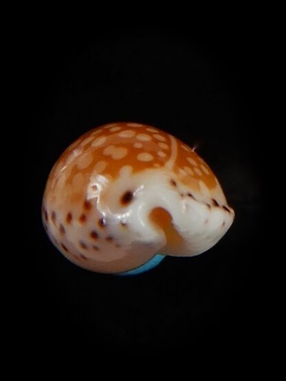 Cribrarula gaskoini fischeri 14,94 mm Gem-48552