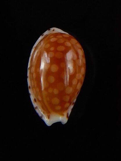 Cribrarula gaskoini fischeri 11,60 mm Gem-48524