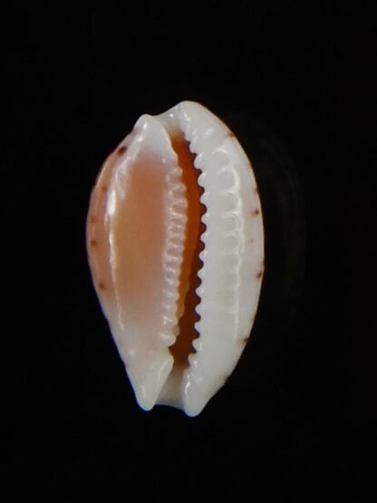 Cribrarula gaskoini fischeri 11,60 mm Gem-48526