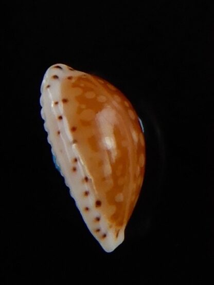 Cribrarula gaskoini fischeri 11,60 mm Gem-48521
