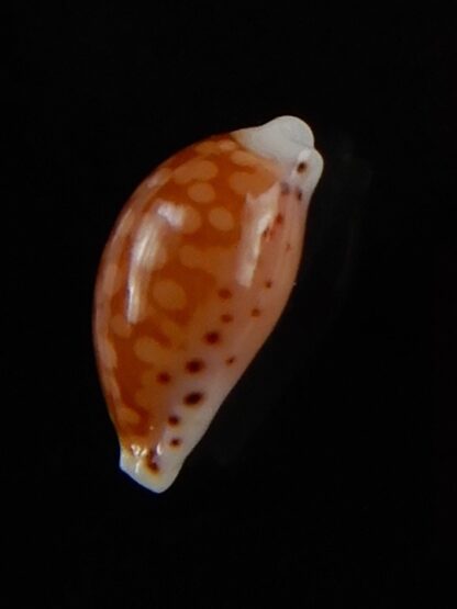 Cribrarula gaskoini fischeri 11,60 mm Gem-48523